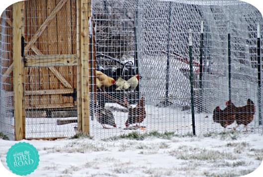 Our chickens are brave.  A little weather doesn't phase them.  (Can you see Mr. Henry's crazy-long tail feather?)
