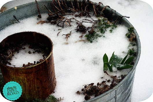 Brave little tulips.